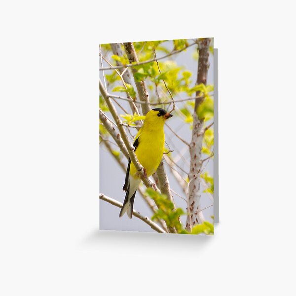 American Goldfinch Greeting Card