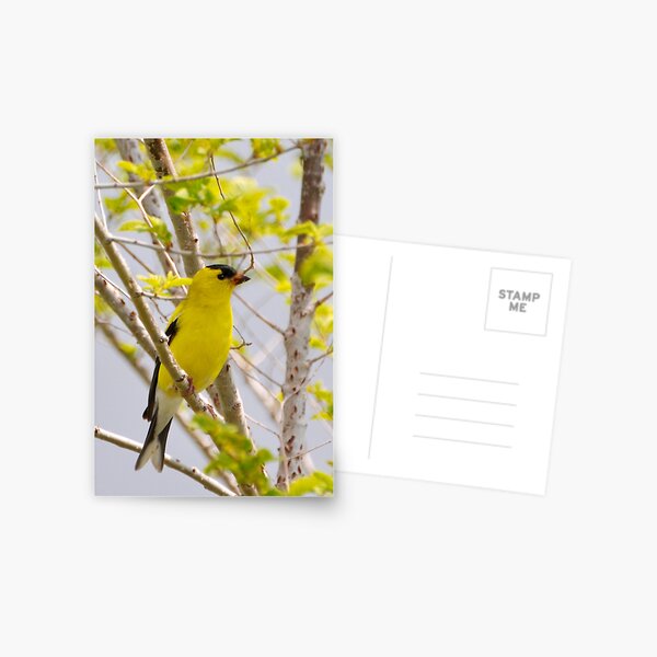 American Goldfinch Postcard
