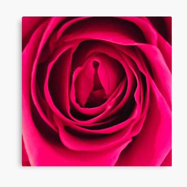 Item preview, Red Rose Close Up designed and sold by beckscre8tive.