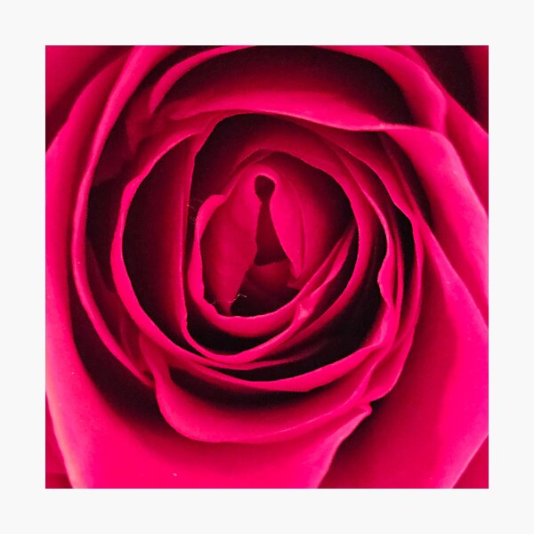 Item preview, Red Rose Close Up designed and sold by beckscre8tive.