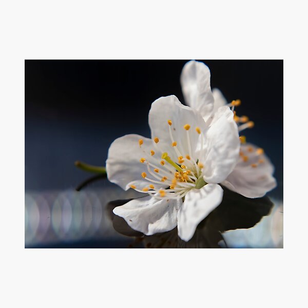 Item preview, A delicate cherry blossom designed and sold by OrsalArt.