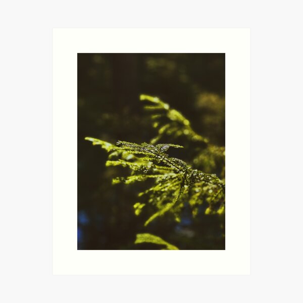 Item preview, Swedish fir close-up designed and sold by JosefinL.