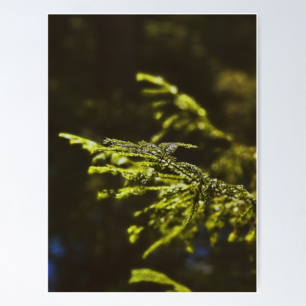 Item preview, Swedish fir close-up designed and sold by JosefinL.