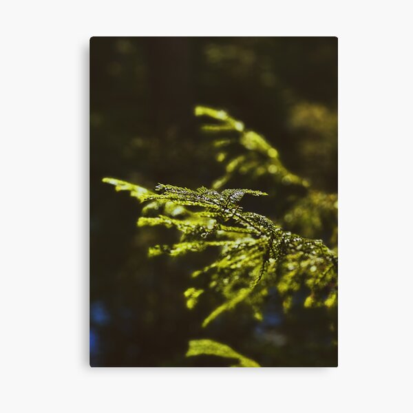 Item preview, Swedish fir close-up designed and sold by JosefinL.