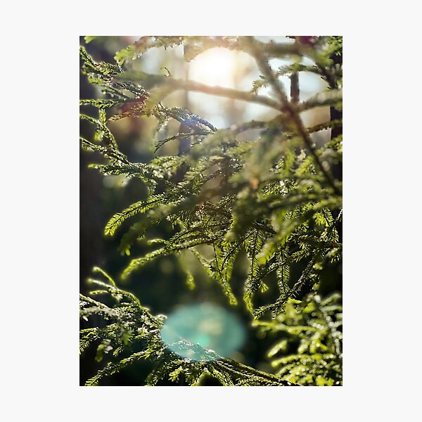 Item preview, Swedish forest close-up designed and sold by JosefinL.