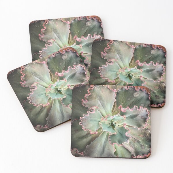 Item preview, Echeveria shaviana, LA Succulents, Lake View Terrace, California  designed and sold by Douglas E. Welch Design and Photography.
