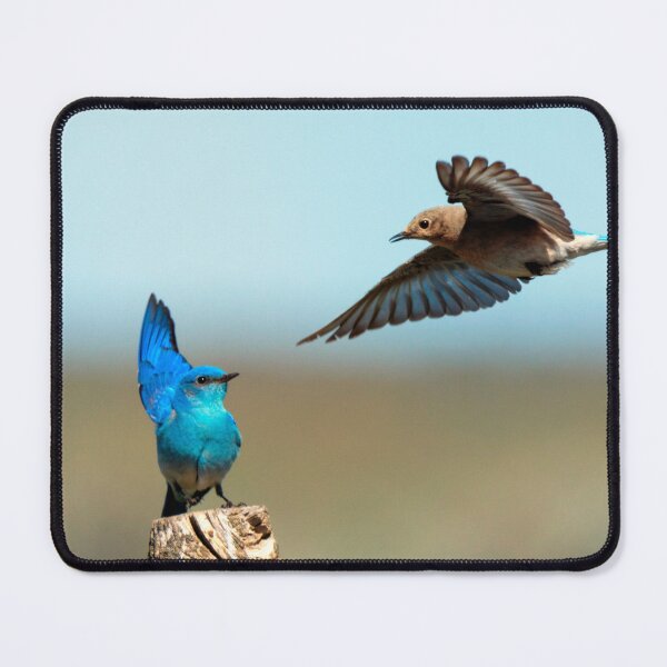 Item preview, Mating Dance designed and sold by DawsonImages.