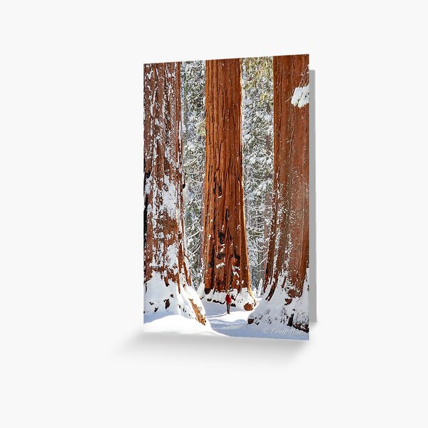 Great Trees of the Sierra Greeting Card
