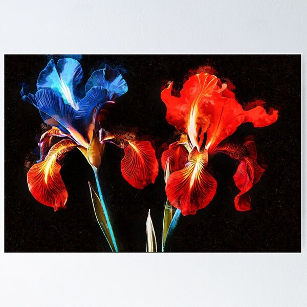 red and blue irises, Art Inspirations Poster