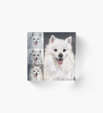 American Eskimo - From Sketch to Portrait Acrylic Block