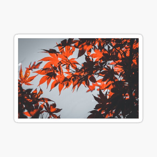 Item preview, Momijigari - Japanes maple leaves against the sky designed and sold by Akquired Taste.