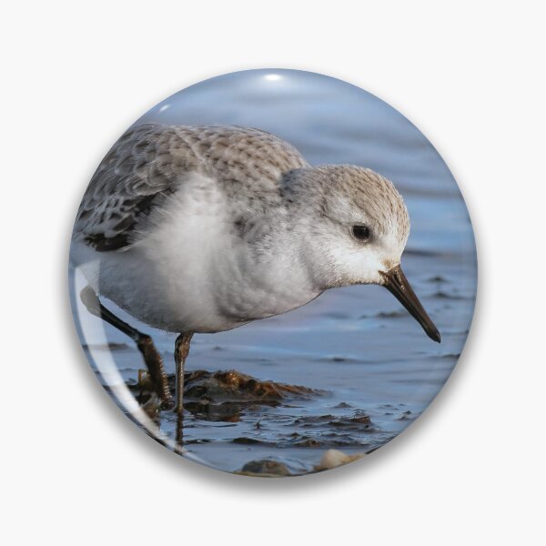 Artikelvorschau, Niedlicher Sanderling wandert an einem Winterstrand entworfen und verkauft von walkswithnature.