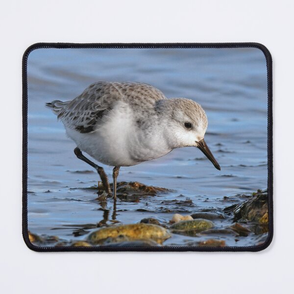 Item preview, Cute Sanderling Wanders a Winter Beach designed and sold by walkswithnature.
