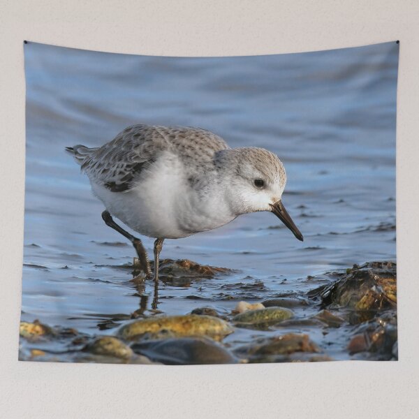 Item preview, Cute Sanderling Wanders a Winter Beach designed and sold by walkswithnature.