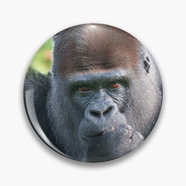 Item preview, Piercing Gaze of a Silverback Gorilla designed and sold by rawshutterbug.