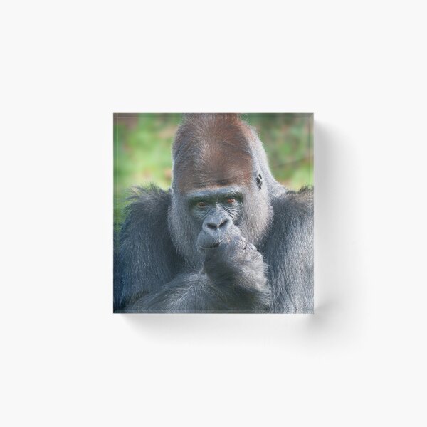 Item preview, Piercing Gaze of a Silverback Gorilla designed and sold by rawshutterbug.