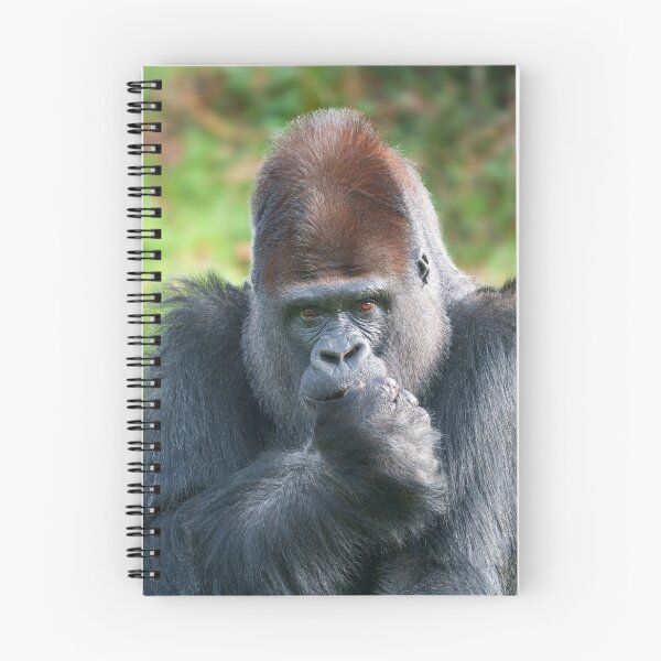 Item preview, Piercing Gaze of a Silverback Gorilla designed and sold by rawshutterbug.