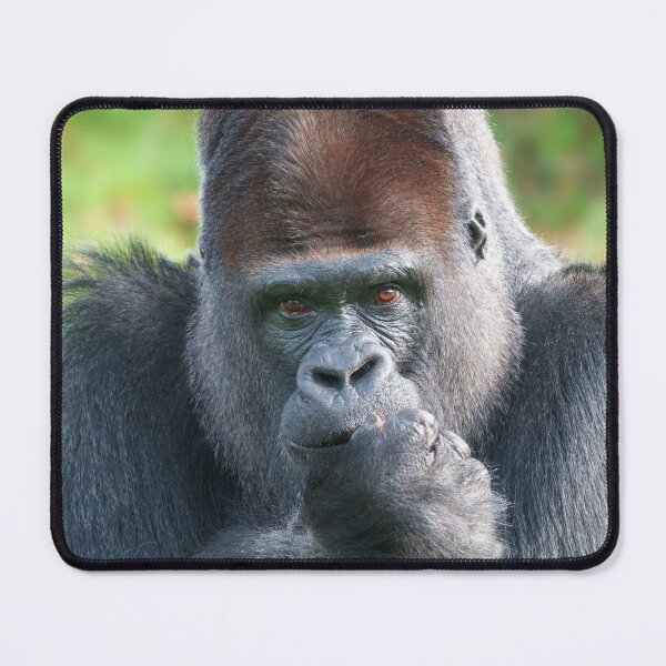 Item preview, Piercing Gaze of a Silverback Gorilla designed and sold by rawshutterbug.