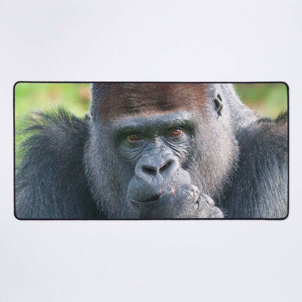 Item preview, Piercing Gaze of a Silverback Gorilla designed and sold by rawshutterbug.