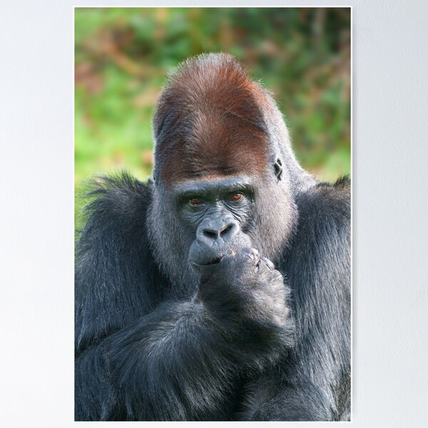 Item preview, Piercing Gaze of a Silverback Gorilla designed and sold by rawshutterbug.