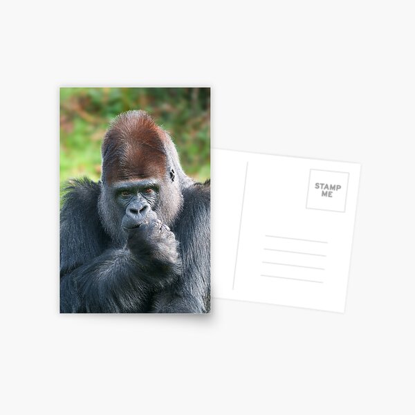 Item preview, Piercing Gaze of a Silverback Gorilla designed and sold by rawshutterbug.