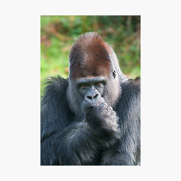 Item preview, Piercing Gaze of a Silverback Gorilla designed and sold by rawshutterbug.