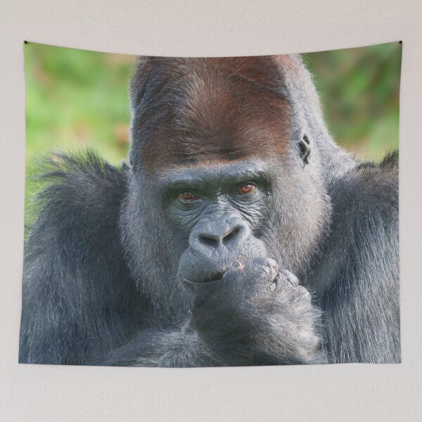 Item preview, Piercing Gaze of a Silverback Gorilla designed and sold by rawshutterbug.