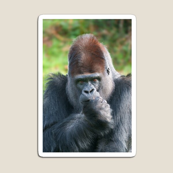 Item preview, Piercing Gaze of a Silverback Gorilla designed and sold by rawshutterbug.