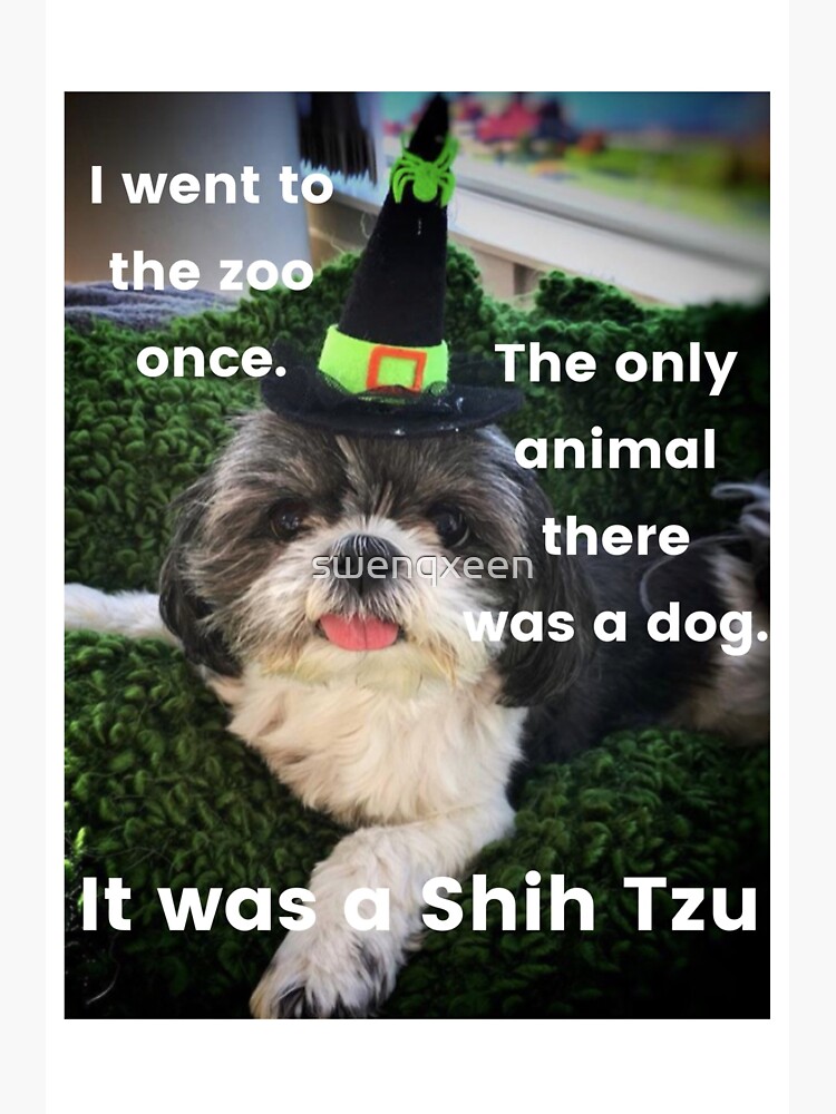 "Shih Tzu Joke Bella the Dog Rebecca Bex Mader" Sticker for Sale by