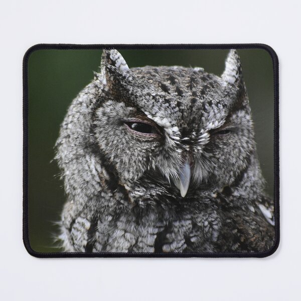 Item preview, Screech Owl Head designed and sold by MercerImages.