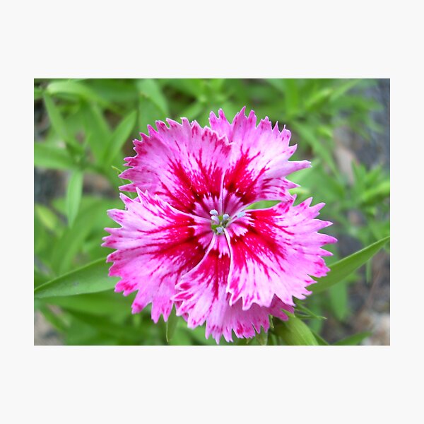 Item preview, Pink designed and sold by Patrick Warren.