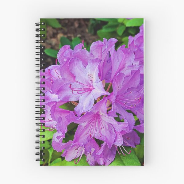 Artikelvorschau, Bezaubernder lila Rhododendron – Ein floraler Hochgenuss entworfen und verkauft von m_photography_hobby.