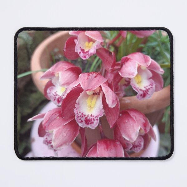 Item preview, Cymbidium, la regina rosa designed and sold by Elizen81.