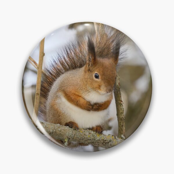 Item preview, Full as full can be. Red squirrel designed and sold by Jouko Lehto Photography.