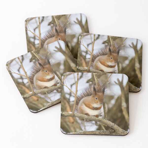 Item preview, Full as full can be. Red squirrel designed and sold by Jouko Lehto Photography.