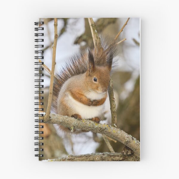 Item preview, Full as full can be. Red squirrel designed and sold by Jouko Lehto Photography.