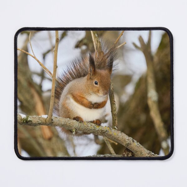Item preview, Full as full can be. Red squirrel designed and sold by Jouko Lehto Photography.