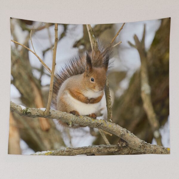Item preview, Full as full can be. Red squirrel designed and sold by Jouko Lehto Photography.