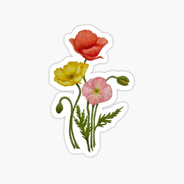 Watercolor Icelandic poppies in pink yellow and red Sticker