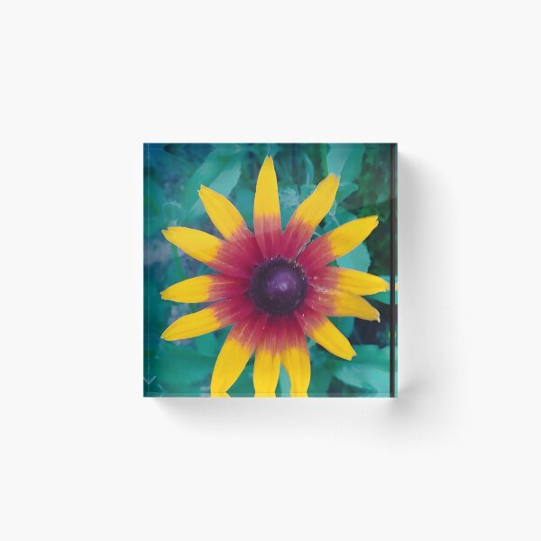 Item preview, coneflower designed and sold by StefanoARTo.