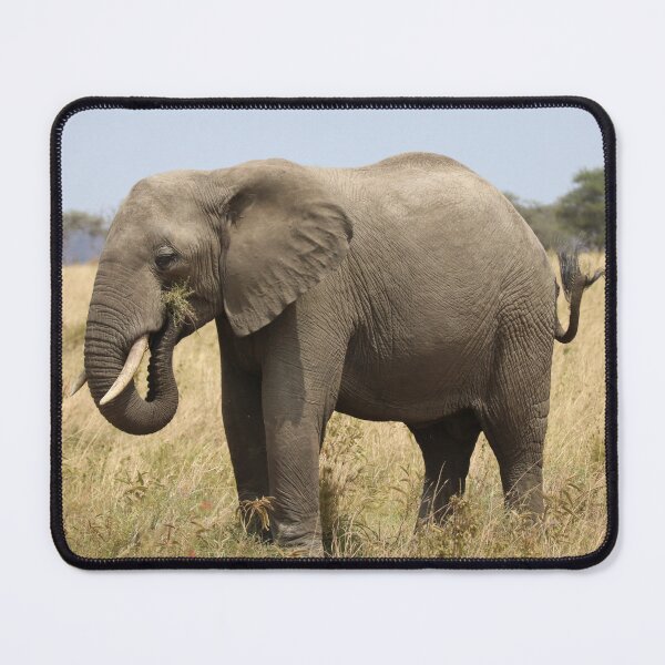 Item preview, Elephant photograph designed and sold by Proud & Pretty Wildlife Photography.