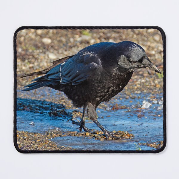 Item preview, Close-up of a crow digging in a puddle designed and sold by lisavonbiela.