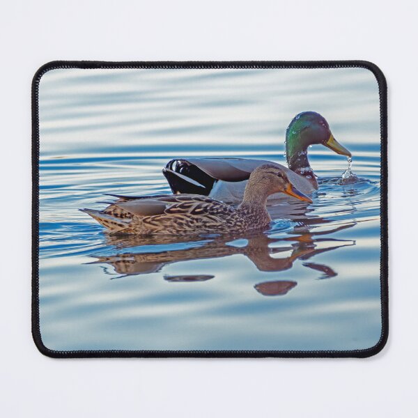 Item preview, Mallard pair swimming in late day light designed and sold by lisavonbiela.