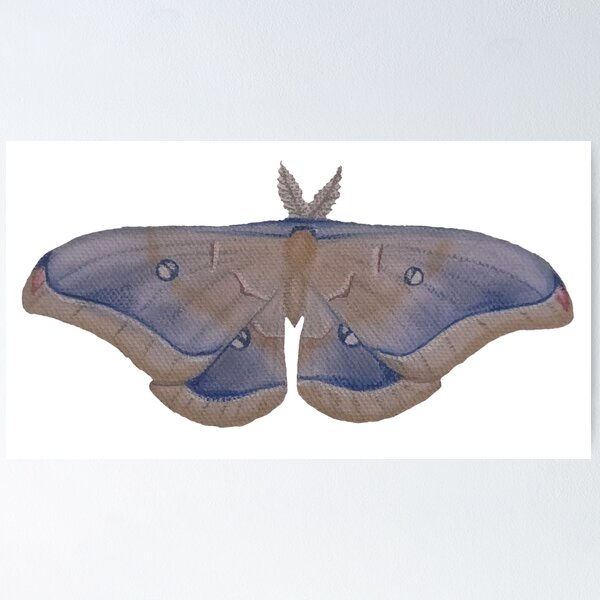 Item preview, Blue Polyphemus Moth designed and sold by nm-sketchbook.