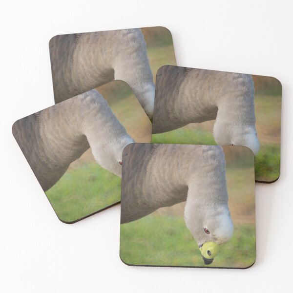 Item preview, Cape Barren Goose  designed and sold by D-GaP.