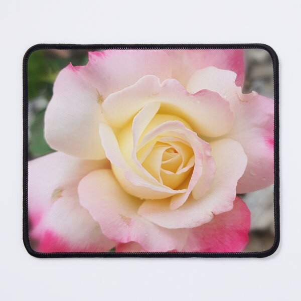 Item preview, Hybrid Tea Rose designed and sold by JessicaKeegan.
