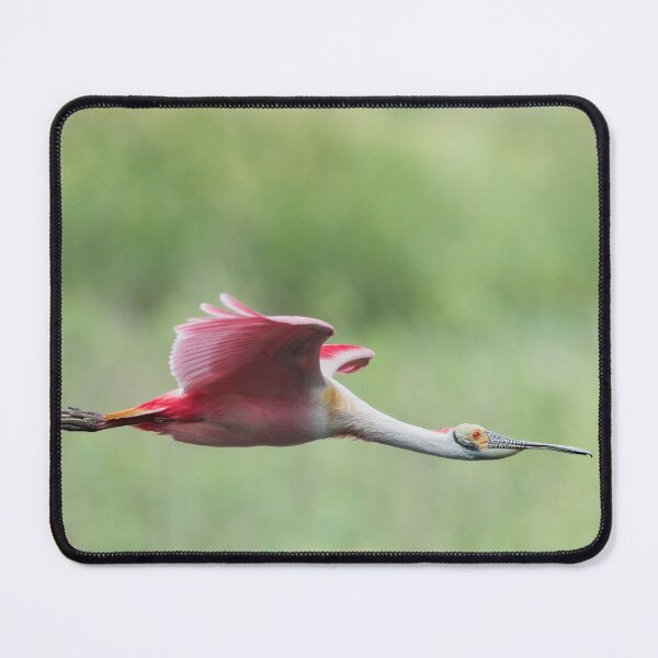 Item preview, Roseate spoonbill in Flight designed and sold by Puttaswamy Ravishankar.