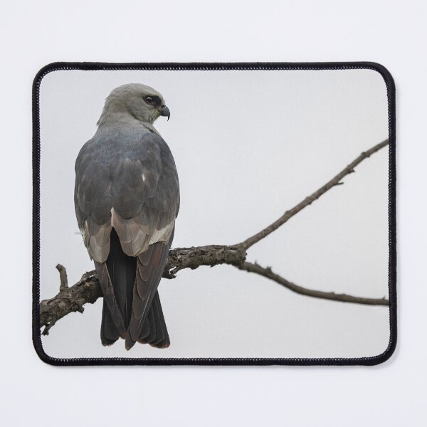 Item preview, Mississippi kite on a branch designed and sold by Puttaswamy Ravishankar.