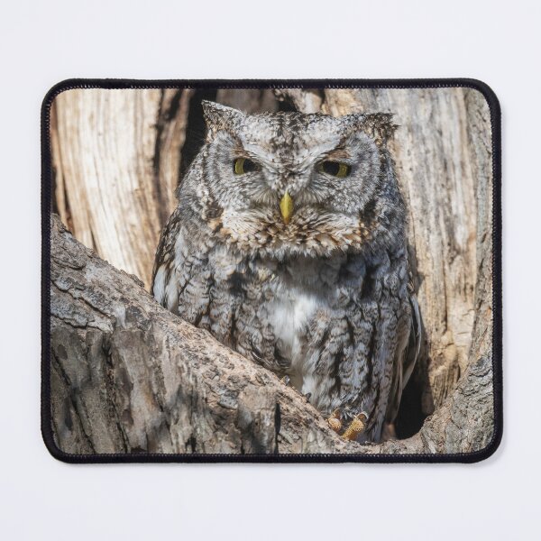 Item preview, Screech owl - Eyes barely open designed and sold by Puttaswamy Ravishankar.