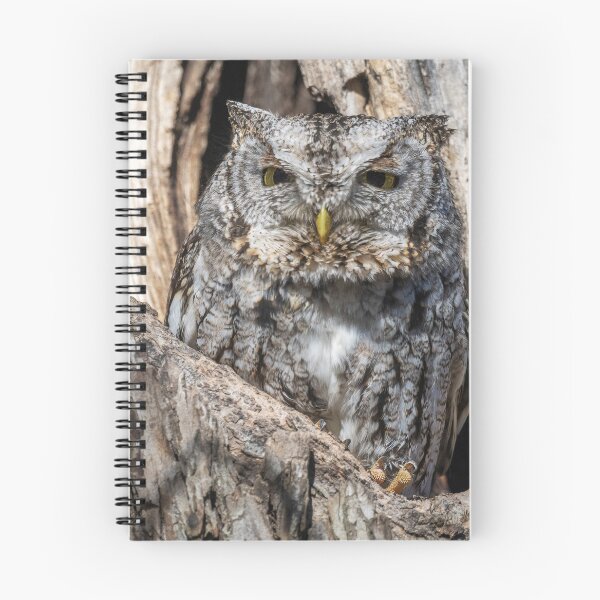 Item preview, Screech owl - Eyes barely open designed and sold by Puttaswamy Ravishankar.